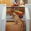 Rex - Mesh Pet Gate