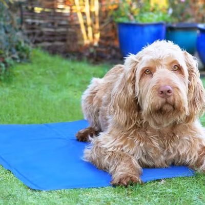 Pet Cooling Mat